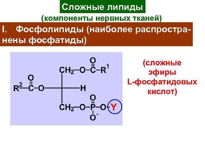 Сложные липиды (компоненты нервных тканей) I. Фосфолипиды (наиболее распространены фосфатиды) (сложные эфиры L-фосфатидовых кислот)