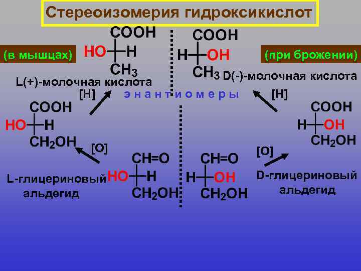 Стереоизомерия гидроксикислот (в мышцах) (при брожении) D(-)-молочная кислота L(+)-молочная кислота [H] энантиомеры [H] [O]