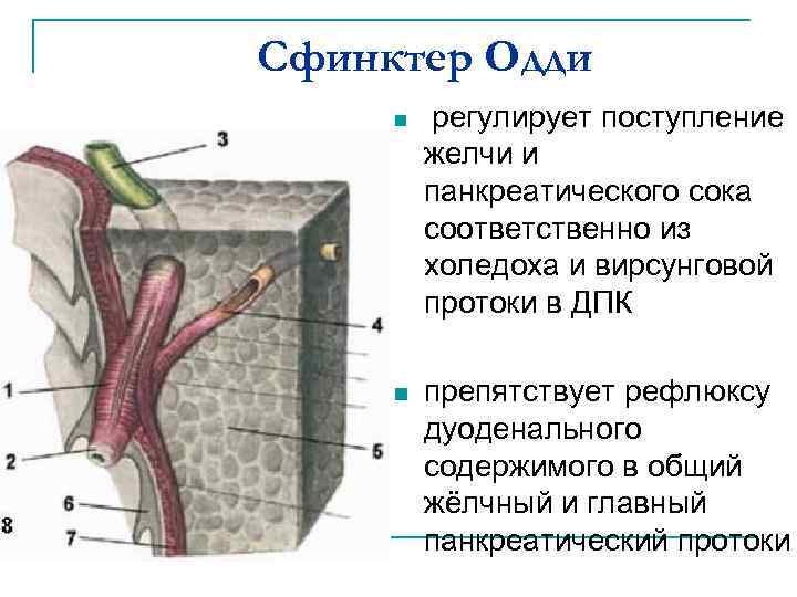 Сфинктер одди отзывы. Строение желчного сфинктер Одди. Анатомические элементы сфинктера Одди. 12 Перстная кишка сфинктер Одди. Структура сфинктера Одди.