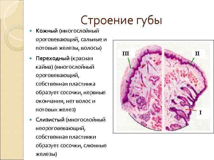 Строение губы Кожный (многослойный ороговевающий, сальные и потовые железы, волосы) Переходный (красная кайма) (многослойный