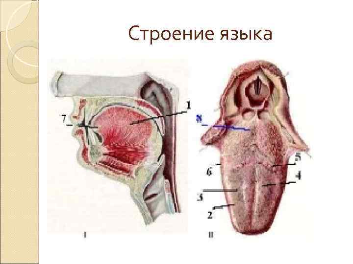 Строение языка 