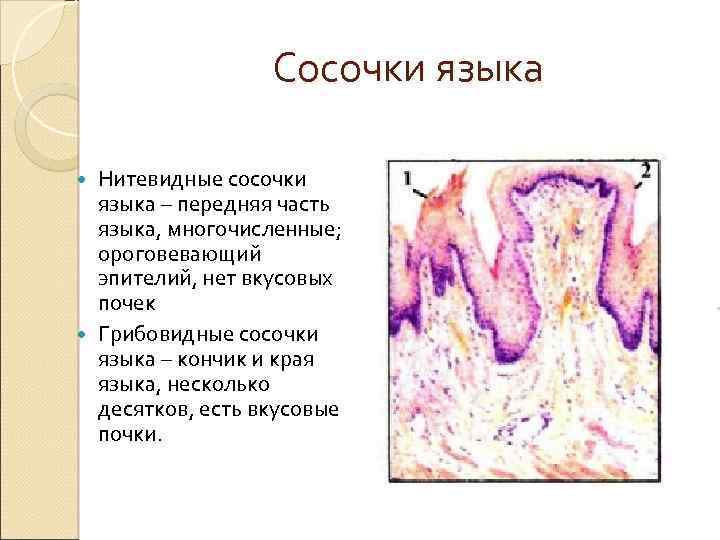 Сосочки языка Нитевидные сосочки языка – передняя часть языка, многочисленные; ороговевающий эпителий, нет вкусовых