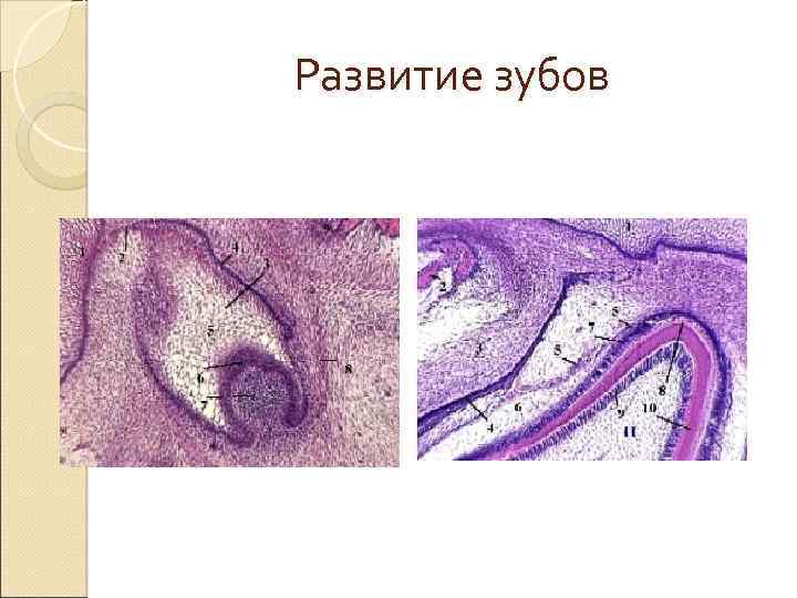 Развитие зубов 