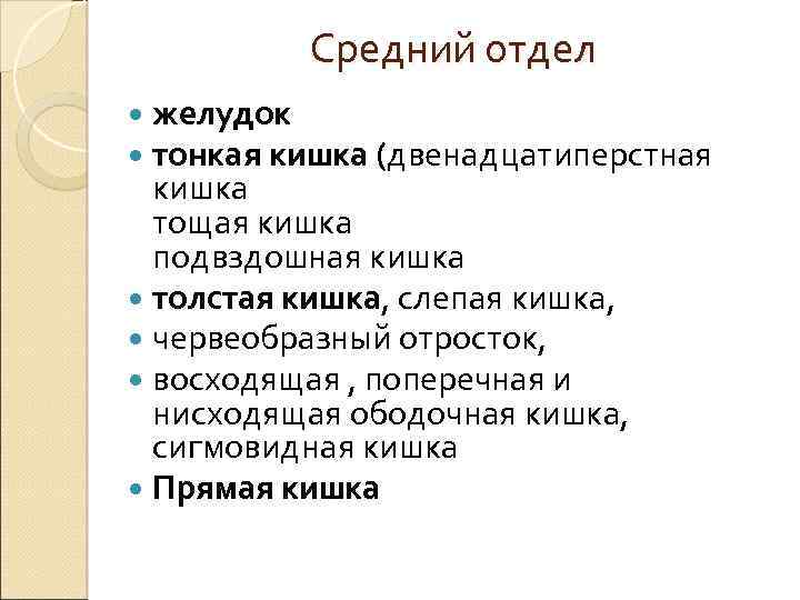 Средний отдел желудок тонкая кишка (двенадцатиперстная кишка тощая кишка подвздошная кишка толстая кишка, слепая
