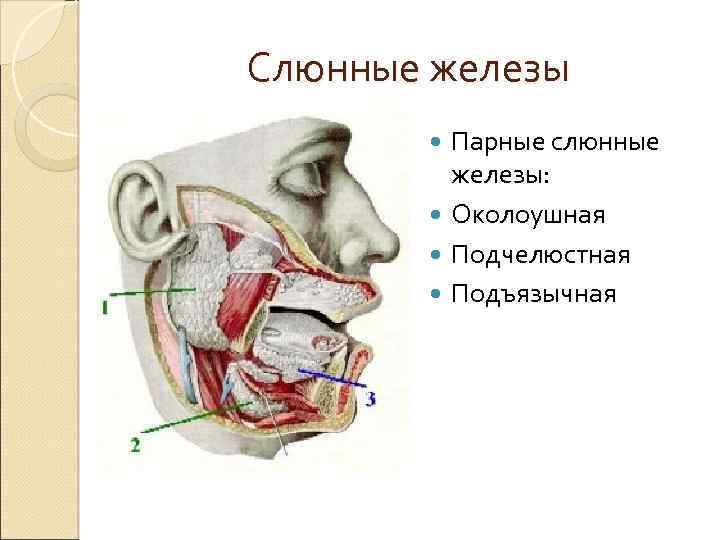 Слюнные железы Парные слюнные железы: Околоушная Подчелюстная Подъязычная 