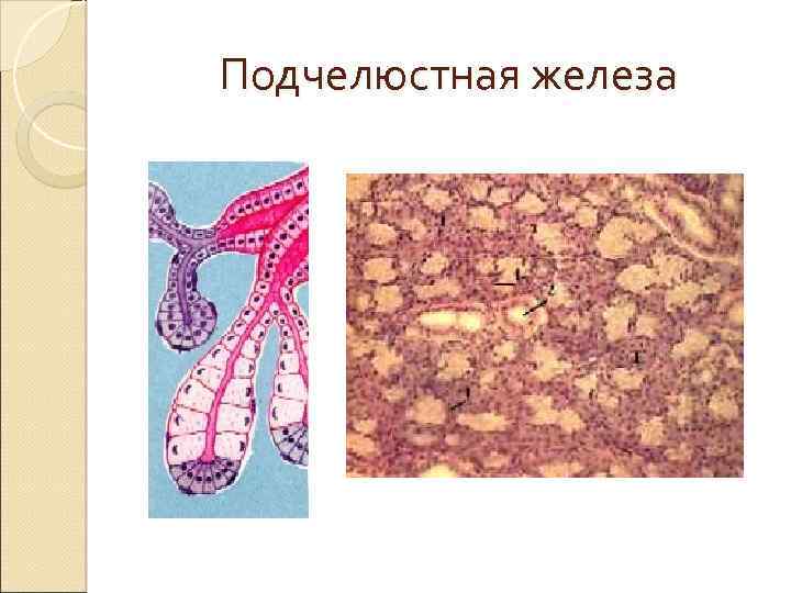 Подчелюстная железа 