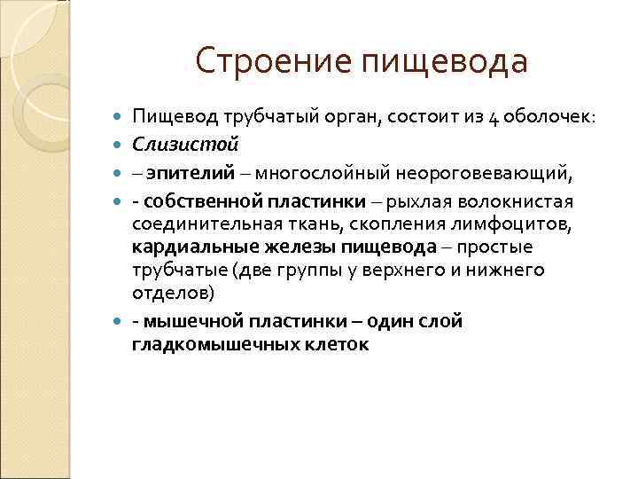 Строение пищевода Пищевод трубчатый орган, состоит из 4 оболочек: Слизистой – эпителий – многослойный