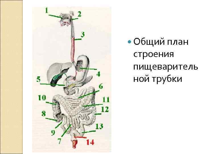  Общий план строения пищеваритель ной трубки 