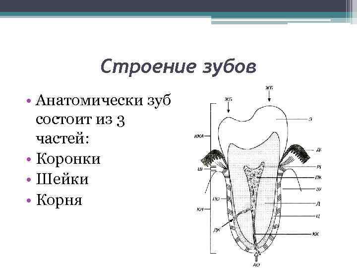Строение зубов • Анатомически зуб состоит из 3 частей: • Коронки • Шейки •