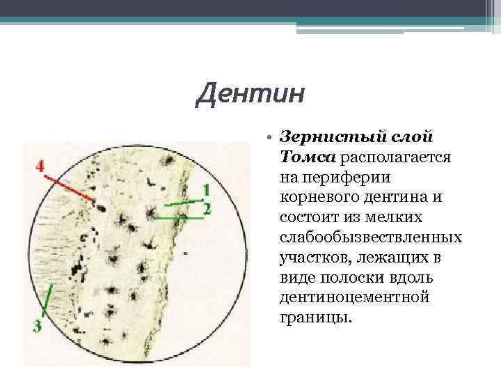 Дентин • Зернистый слой Томса располагается на периферии корневого дентина и состоит из мелких