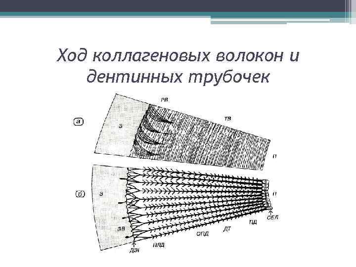 Ход коллагеновых волокон и дентинных трубочек 