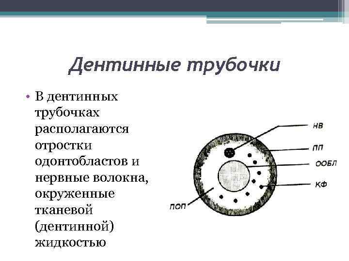 Дентинные трубочки • В дентинных трубочках располагаются отростки одонтобластов и нервные волокна, окруженные тканевой