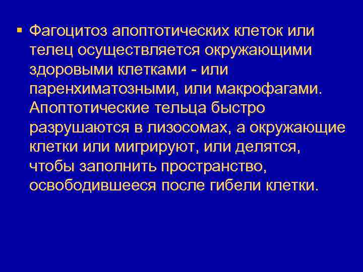 § Фагоцитоз апоптотических клеток или телец осуществляется окружающими здоровыми клетками - или паренхиматозными, или