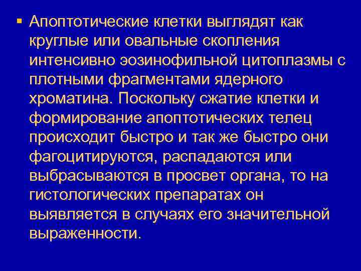 § Апоптотические клетки выглядят как круглые или овальные скопления интенсивно эозинофильной цитоплазмы с плотными