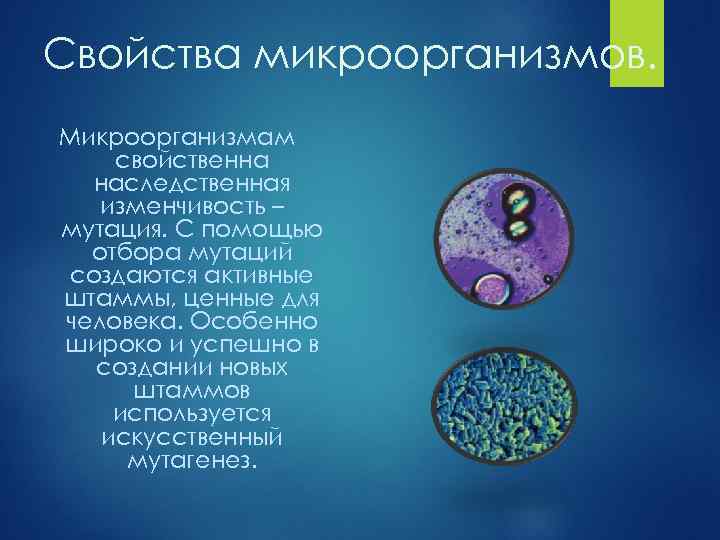 Свойства микроорганизмов. Микроорганизмам свойственна наследственная изменчивость – мутация. С помощью отбора мутаций создаются активные