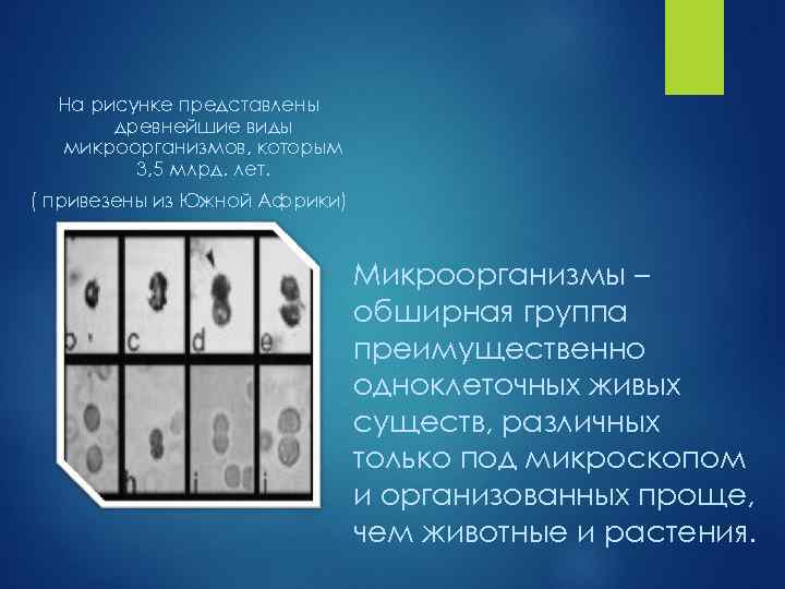 На рисунке представлены древнейшие виды микроорганизмов, которым 3, 5 млрд. лет. ( привезены из