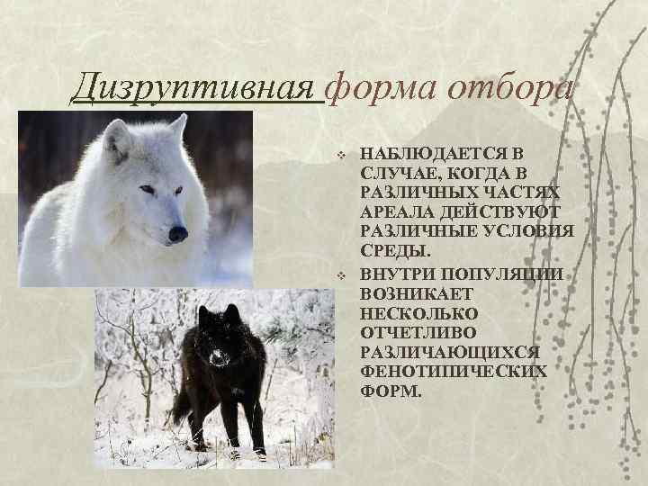 Дизруптивная форма отбора v v НАБЛЮДАЕТСЯ В СЛУЧАЕ, КОГДА В РАЗЛИЧНЫХ ЧАСТЯХ АРЕАЛА ДЕЙСТВУЮТ