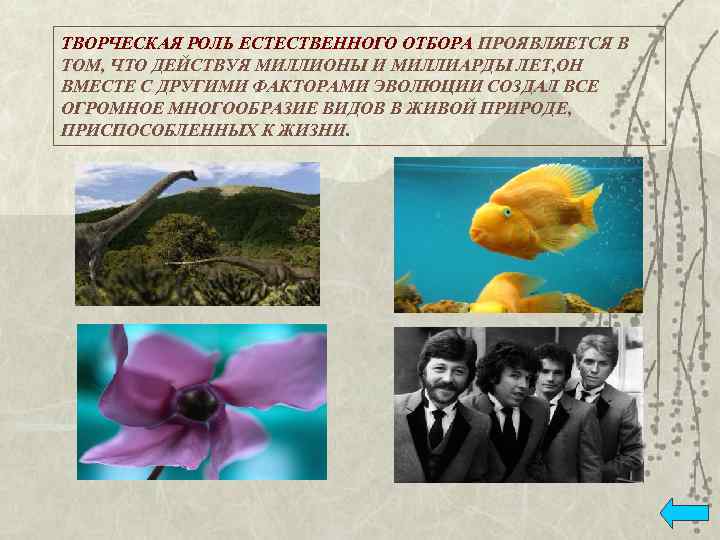 ТВОРЧЕСКАЯ РОЛЬ ЕСТЕСТВЕННОГО ОТБОРА ПРОЯВЛЯЕТСЯ В ТОМ, ЧТО ДЕЙСТВУЯ МИЛЛИОНЫ И МИЛЛИАРДЫ ЛЕТ, ОН