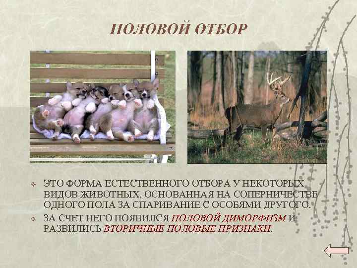 ПОЛОВОЙ ОТБОР v v ЭТО ФОРМА ЕСТЕСТВЕННОГО ОТБОРА У НЕКОТОРЫХ ВИДОВ ЖИВОТНЫХ, ОСНОВАННАЯ НА