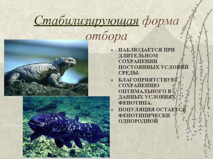 Стабилизирующая форма отбора v v v НАБЛЮДАЕТСЯ ПРИ ДЛИТЕЛЬНОМ СОХРАНЕНИИ ПОСТОЯННЫХ УСЛОВИЙ СРЕДЫ. БЛАГОПРИЯТСТВУЕТ