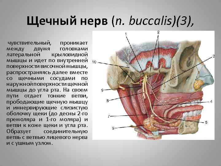 Щечный нерв (n. buccalis)(3), чувствительный, проникает между двумя головками латеральной крыловидной мышцы и идет