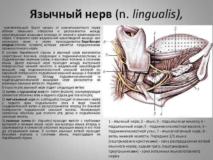 Язычный нерв (n. lingualis), чувствительный. Берет начало от нижнечелюстного нерва вблизи овального отверстия и
