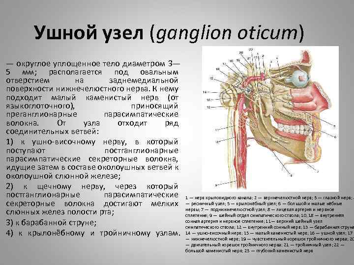 Ушной узел (ganglion oticum) — округлое уплощенное тело диаметром 3— 5 мм; располагается под