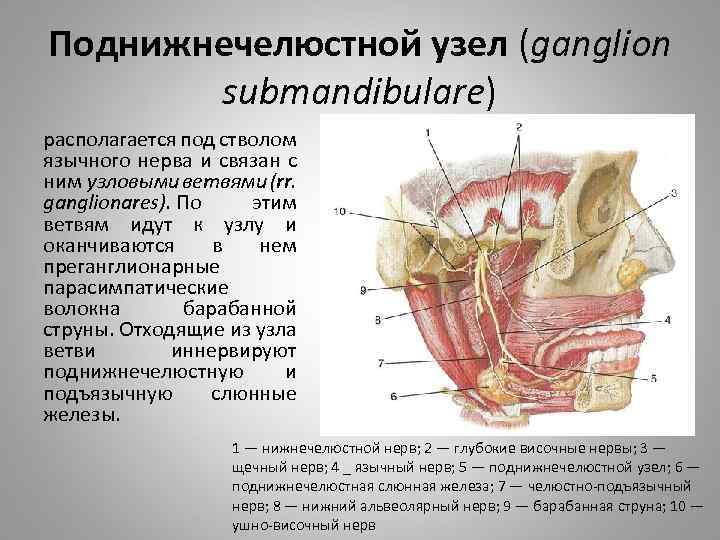 Поднижнечелюстной узел (ganglion submandibulare) располагается под стволом язычного нерва и связан с ним узловыми
