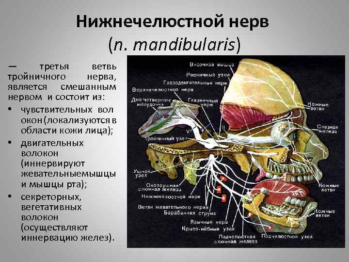Нижнечелюстной нерв (n. mandibularis) — третья ветвь тройничного нерва, является смешанным нервом и состоит