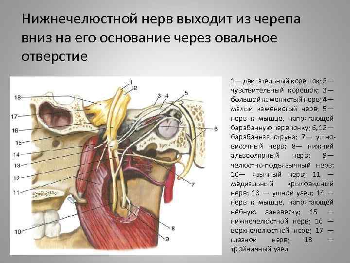 Нижнечелюстной нерв выходит из черепа вниз на его основание через овальное отверстие 1— двигательный