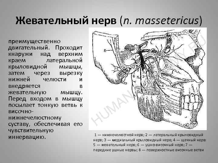 Жевательный нерв (n. massetericus) преимущественно двигательный. Проходит кнаружи над верхним краем латеральной крыловидной мышцы,