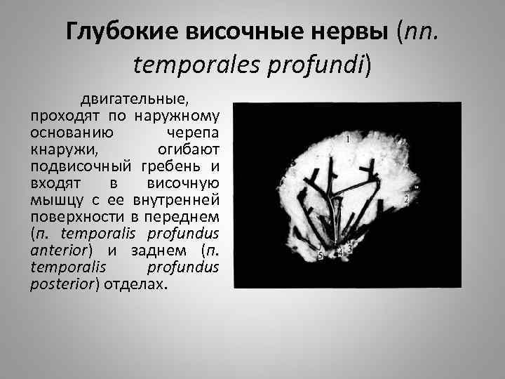 Глубокие височные нервы (nn. temporales profundi) двигательные, проходят по наружному основанию черепа кнаружи, огибают