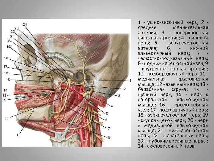 1 - ушно-височный нерв; 2 - средняя менингеальная артерия; 3 - поверхностная височная артерия;