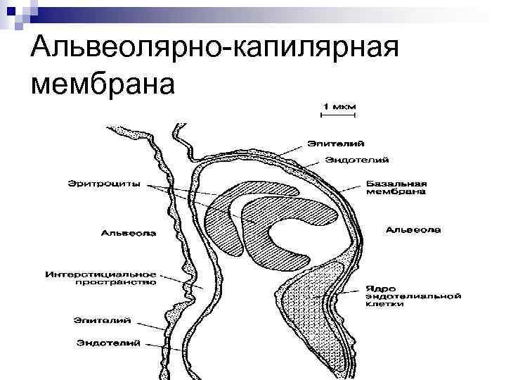 Альвеолярно-капилярная мембрана 
