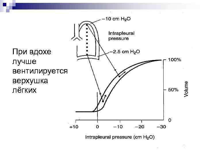 При вдохе лучше вентилируется верхушка лёгких 