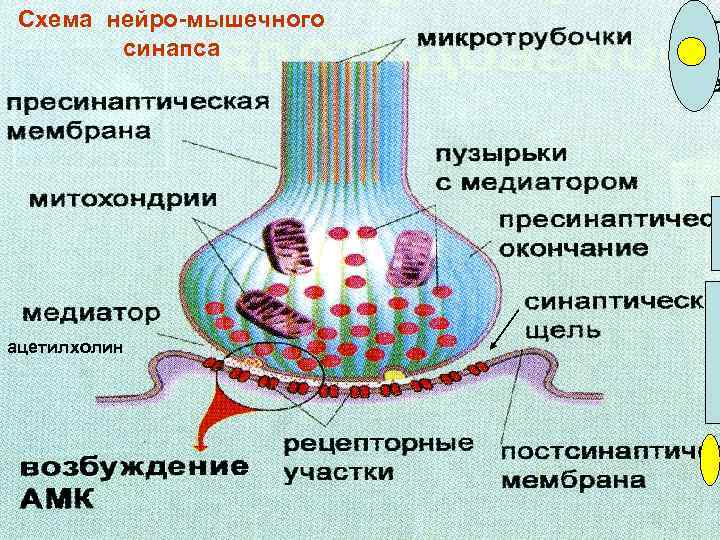 Схема нейро-мышечного синапса ацетилхолин 