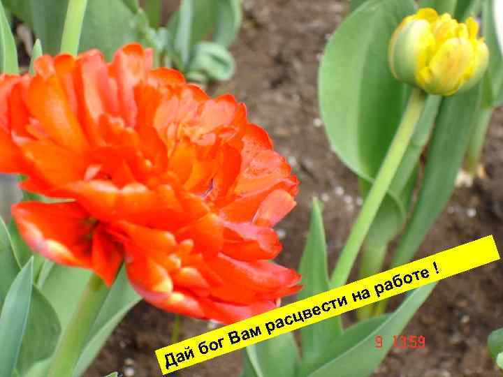 те ! бо а ра ин а т вес сц Д бог ай мр