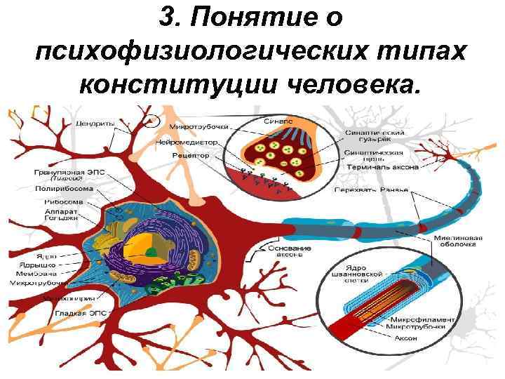 3. Понятие о психофизиологических типах конституции человека. 