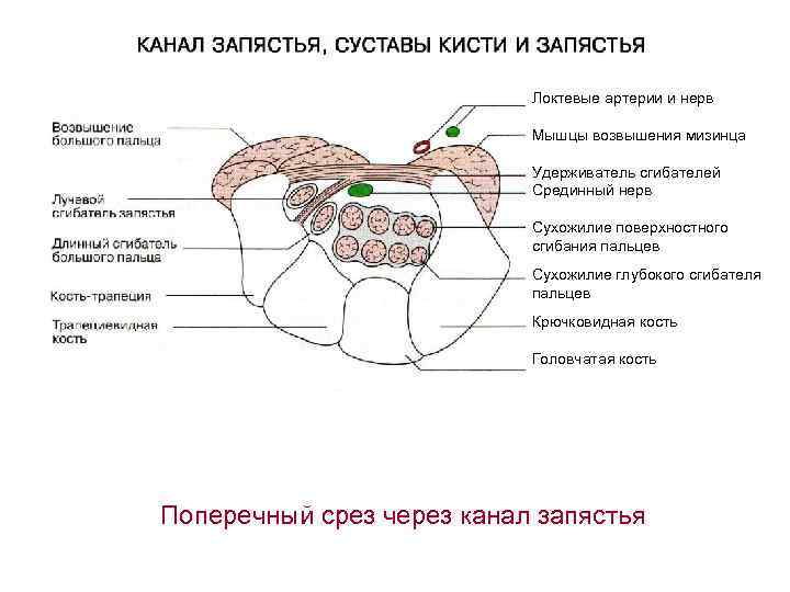 Каналы запястья топографическая анатомия схема