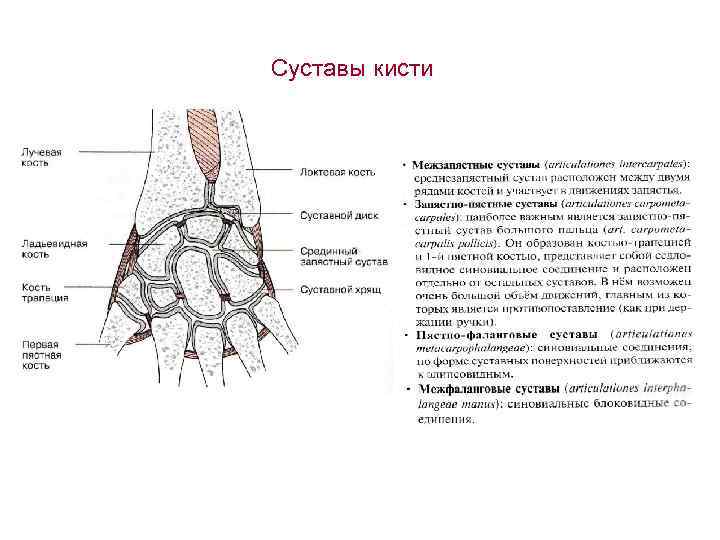 Суставы кисти 