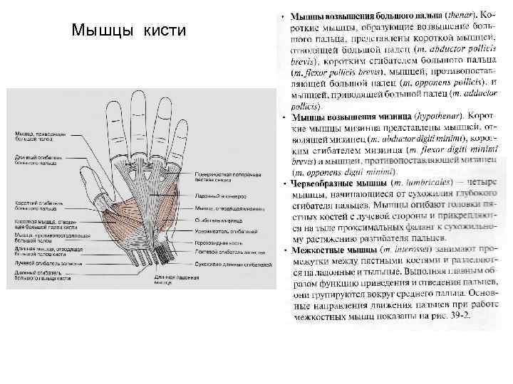 Ладонная поверхность кисти