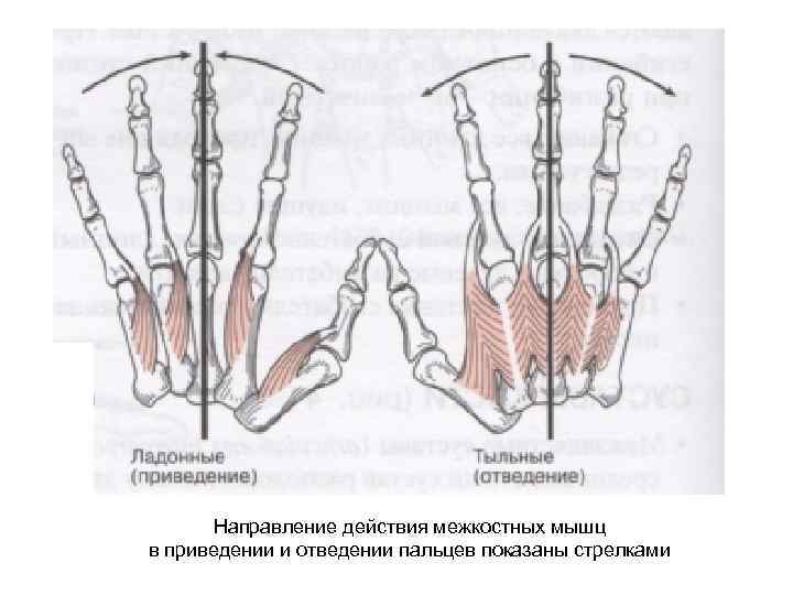 Направление действия межкостных мышц в приведении и отведении пальцев показаны стрелками 