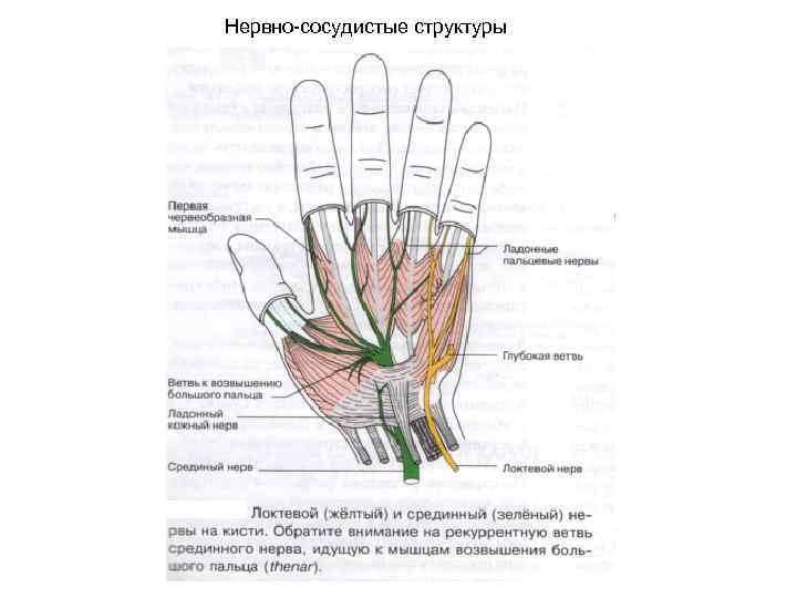 Нервно-сосудистые структуры 