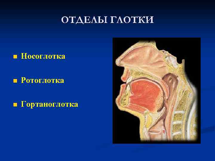  ОТДЕЛЫ ГЛОТКИ n Носоглотка n Ротоглотка n Гортаноглотка 