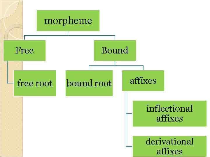 morpheme Free free root Bound bound root affixes inflectional affixes derivational affixes 