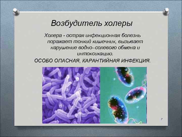 Возбудитель холеры Холера - острая инфекционная болезнь поражает тонкий кишечник, вызывает нарушение водно–солевого обмена