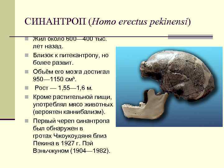 СИНАНТРОП (Homo erectus pekinensi) n Жил около 600— 400 тыс. n n n лет