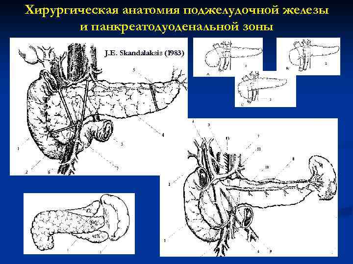Хирургическая анатомия поджелудочной железы и панкреатодуоденальной зоны J. E. Skandalaksis (1983) 
