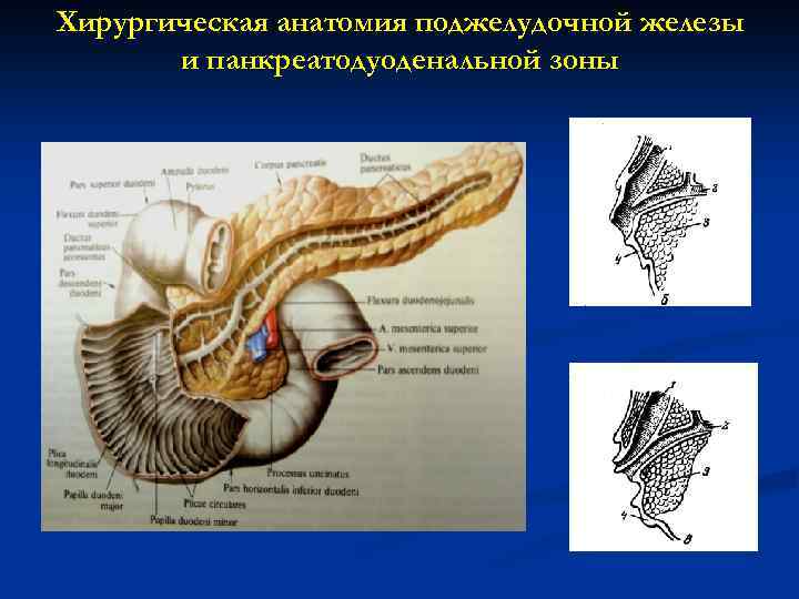 Хирургическая анатомия поджелудочной железы и панкреатодуоденальной зоны 