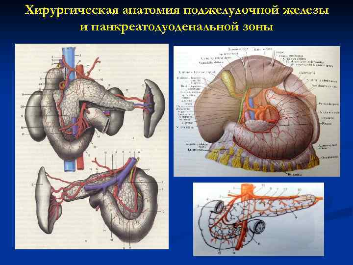 Хирургическая анатомия поджелудочной железы и панкреатодуоденальной зоны 